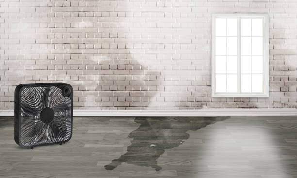 Best Flood restoration services  in Apollo, PA